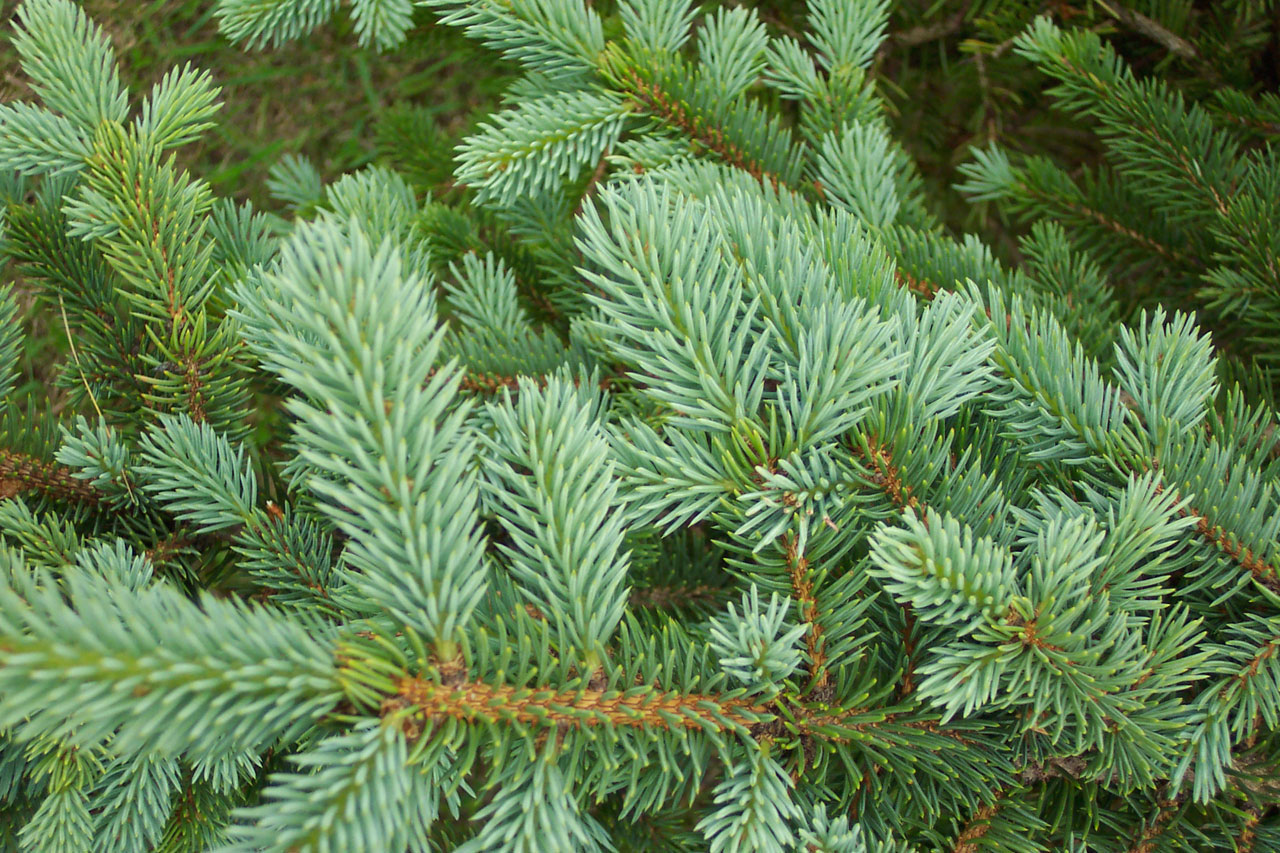 blue spruce branch background - Blue Roof Living